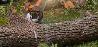 Lawn Maintenance Plans in Ben Avon, PA