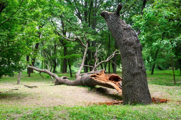 Best Hazardous Tree Removal  in Ben Avon, PA