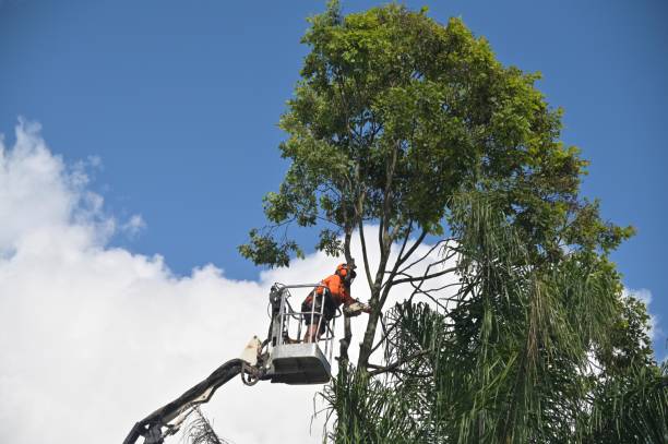 Trusted Ben Avon, PA Tree Care Experts