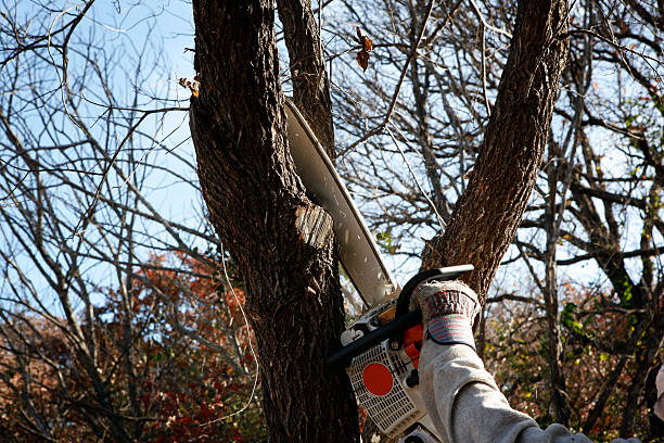 Best Lawn Maintenance Plans  in Ben Avon, PA