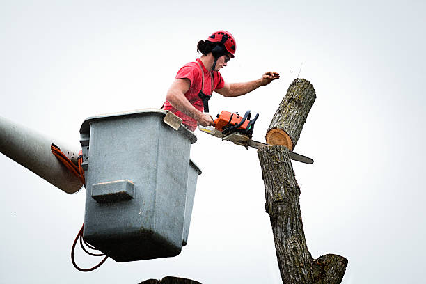 Best Tree Removal  in Ben Avon, PA